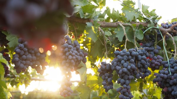 cork-and-saber-carlsbad-wine-03