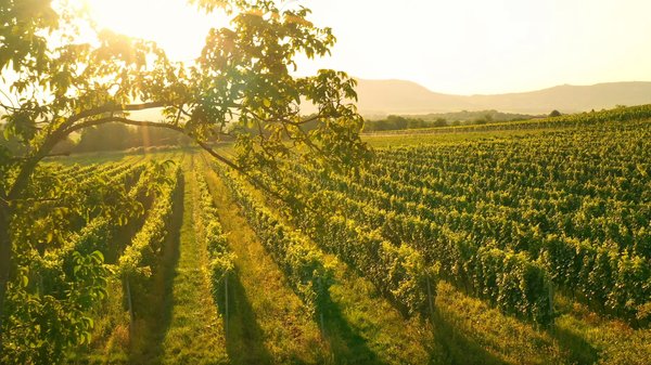 cork-and-saber-carlsbad-wine-04